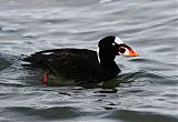 Surf Scoter